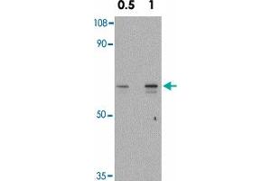 Western blot analysis of SNW1 in mouse skeletal muscle tissue lysate with SNW1 polyclonal antibody  at 0. (SNW1 anticorps  (C-Term))