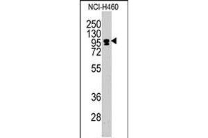 Western blot analysis of CEBPZ polyclonal antibody  in NCI-H460 cell line lysates (35 ug/lane). (CEBPZ anticorps  (C-Term))