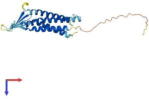 Claudin 6 (CLDN6) (AA 1-220) protein (His tag)