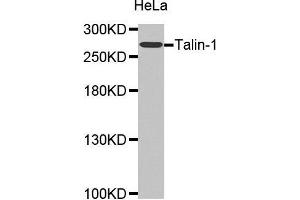 Western Blotting (WB) image for anti-Talin 1 (TLN1) (AA 1-220) antibody (ABIN1683044) (TLN1 anticorps  (AA 1-220))