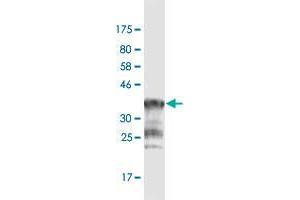 Western Blot detection against Immunogen (36. (PCDHGA1 anticorps  (AA 241-340))