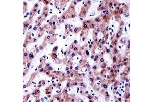AKT1S1 antibody immunohistochemistry analysis in formalin fixed and paraffin embedded human liver tissue.