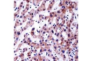 AKT1S1 antibody immunohistochemistry analysis in formalin fixed and paraffin embedded human liver tissue. (PRAS40 anticorps  (AA 227-256))