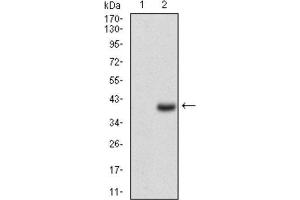 Western Blotting (WB) image for anti-CD7 (CD7) (AA 72-175) antibody (ABIN1846203) (CD7 anticorps  (AA 72-175))