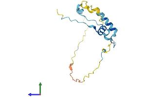 AlphaFold protein structure predicition of Human Recombinant KIAA1143 Protein, UniprotID Q96AT1