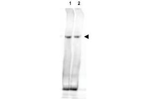 Image no. 2 for anti-Nipped-B like Protein (NIPBL) (AA 344-356) antibody (ABIN401167) (NIPBL anticorps  (AA 344-356))