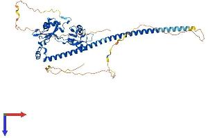 AlphaFold protein structure predicition of Mouse Recombinant Nono Protein, UniprotID Q99K48