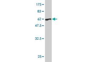 Western Blot detection against Immunogen (60.