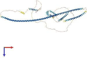 AlphaFold protein structure predicition of Human Recombinant RAB11FIP4 Protein, UniprotID Q86YS3