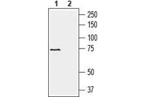 Western blot analysis of human liver carcinoma HepG2 cell line lysate (lanes 1 and 2): - 1.