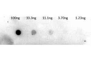 Dot Blot of Rabbit Anti-Trypsinogen Antibody Biotin Conjugation. (Trypsinogen anticorps  (Biotin))