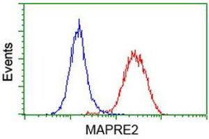 Image no. 6 for anti-Microtubule-Associated Protein, RP/EB Family, Member 2 (MAPRE2) antibody (ABIN1499321)