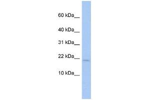 WB Suggested Anti-SH3BGRL Antibody Titration:  0. (SH3BGRL anticorps  (Middle Region))