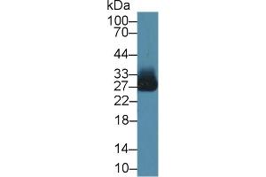 Detection of AZU in Human Liver lysate using Polyclonal Antibody to Azurocidin (AZU)