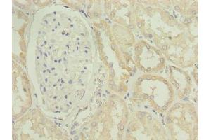 Immunohistochemistry of paraffin-embedded human kidney tissue using ABIN7163733 at dilution of 1:100 (POGZ anticorps  (AA 1-300))