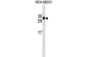 HKLK3 Antibody  (ABIN1538730 and ABIN2837840) western blot analysis in MDA-M cell line lysates (35 μg/lane). (Prostate Specific Antigen anticorps  (AA 220-250))