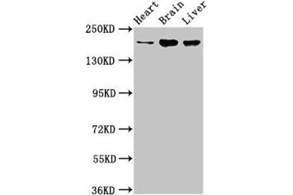ARFGEF2 anticorps  (AA 200-317)