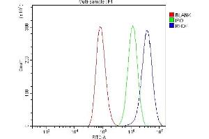 Flow Cytometry analysis of A549 cells using anti-RHOF antibody (ABIN7601568). (RhoF anticorps  (AA 39-204))