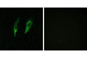 Peptide - +Immunofluorescence analysis of HeLa cells, using IRAK3 antibody. (IRAK3 anticorps)