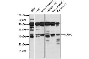 Western blot analysis of extracts of various cell lines, using PDGFC antibody (ABIN6292249) at 1:1000 dilution.