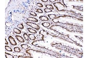 IHC testing of FFPE rat intestinal tissue with HMGB1 antibody at 1ug/ml.