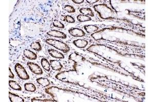 IHC testing of FFPE rat intestinal tissue with HMGB1 antibody at 1ug/ml. (HMGB1 anticorps  (AA 124-154))