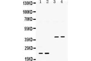 Western Blotting (WB) image for anti-Bone Morphogenetic Protein 2 (BMP2) (AA 283-312), (C-Term) antibody (ABIN3043489) (BMP2 anticorps  (C-Term))