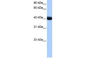 WB Suggested Anti-CSNK1G3 Antibody Titration: 0. (CSNK1G3 anticorps  (Middle Region))