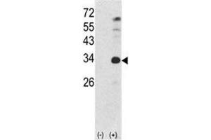 Western blot analysis of NANOG antibody and 293 cell lysate (2 ug/lane) either nontransfected (Lane 1) or transiently transfected with the human gene (2). (Nanog anticorps  (AA 267-292))