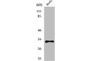 Western Blot analysis of HuvEc cells using MRGG Polyclonal Antibody (Mrgprg anticorps  (C-Term))