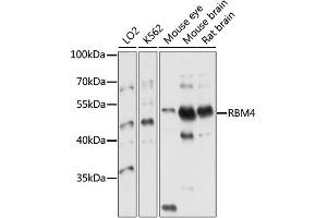 Western blot analysis of extracts of various cell lines, using RBM4 antibody (ABIN4904971) at 1:1000 dilution. (RBM4 anticorps)