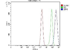 Flow Cytometry analysis of Caco-2 cells using anti-GFPT1 antibody (ABIN7602887). (GFPT1 anticorps  (C-Term))
