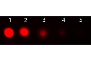 Dot Blot of AKT1 Phycoerythrin Conjugated Monoclonal Antibody. (AKT1 anticorps  (Internal Region) (PE))