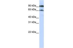 Image no. 1 for anti-ATG9 Autophagy Related 9 Homolog A (S. Cerevisiae) (ATG9A) (AA 648-697) antibody (ABIN6743344) (ATG9A anticorps  (AA 648-697))