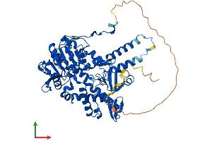 AlphaFold protein structure predicition of Mouse Recombinant Nt5c2 Protein, UniprotID Q3V1L4