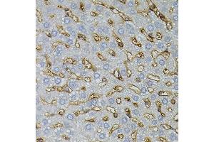 Immunohistochemistry of paraffin-embedded rat liver using ASAH2 antibody. (ASAH2 anticorps)