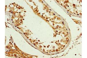 IHC image of ABIN7163773 diluted at 1:200 and staining in paraffin-embedded human testis tissue performed on a Leica BondTM system.