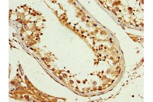 IHC image of ABIN7163773 diluted at 1:200 and staining in paraffin-embedded human testis tissue performed on a Leica BondTM system.