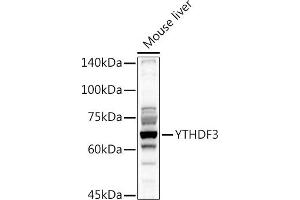 Western blot analysis of extracts of Mouse liver, using YTHDF3 antibody (ABIN6130934, ABIN6150345, ABIN6150346 and ABIN6224441) at 1:1000 dilution. (YTHDF3 anticorps  (AA 1-275))