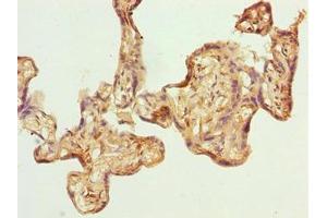 Immunohistochemistry of paraffin-embedded human placenta tissue using ABIN7153375 at dilution of 1:100