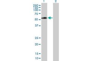 Western Blot analysis of MIDN expression in transfected 293T cell line by MIDN MaxPab polyclonal antibody. (MIDN anticorps  (AA 1-468))