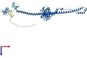 AlphaFold protein structure predicition of Mouse Recombinant Trim69 Protein, UniprotID Q80X56