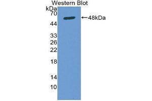 Western Blotting (WB) image for anti-Secreted Protein, Acidic, Cysteine-Rich (Osteonectin) (SPARC) (AA 18-303) antibody (ABIN1078415) (SPARC anticorps  (AA 18-303))