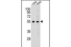MCHR1 Antikörper  (C-Term)