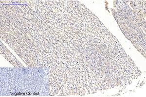 Immunohistochemical analysis of paraffin-embedded rat kidney tissue. (MAP2 anticorps)