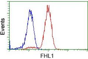 Image no. 3 for anti-Four and A Half LIM Domains 1 (FHL1) antibody (ABIN1500976)