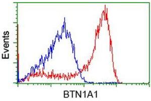 HEK293T cells transfected with either RC223852 overexpress plasmid (Red) or empty vector control plasmid (Blue) were immunostained by anti-BTN1A1 antibody (ABIN2452839), and then analyzed by flow cytometry. (BTN1A1 anticorps)