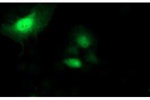 Anti-SH2D2A mouse monoclonal antibody (ABIN2455613) immunofluorescent staining of COS7 cells transiently transfected by pCMV6-ENTRY SH2D2A (RC204162). (SH2D2A anticorps)