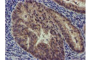 Image no. 4 for anti-Coiled-Coil-Helix-Coiled-Coil-Helix Domain Containing 5 (CHCHD5) (AA 1-110) antibody (ABIN1490561) (CHCHD5 anticorps  (AA 1-110))