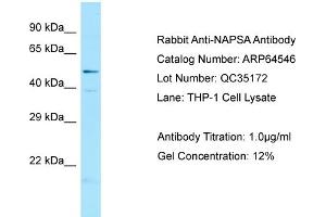 Western Blotting (WB) image for anti-Napsin A Aspartic Peptidase (NAPSA) (C-Term) antibody (ABIN971227) (NAPSA anticorps  (C-Term))
